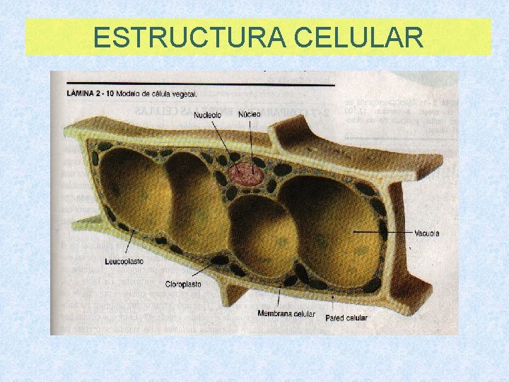 ESTRUCTURA CELULAR 