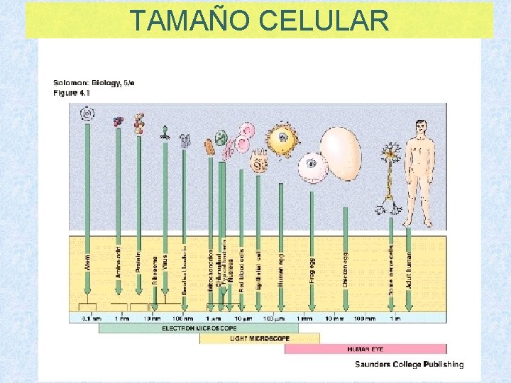 TAMAÑO CELULAR 