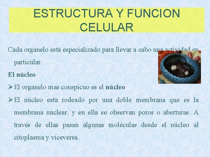 ESTRUCTURA Y FUNCION CELULAR Cada organelo está especializado para llevar a cabo una actividad