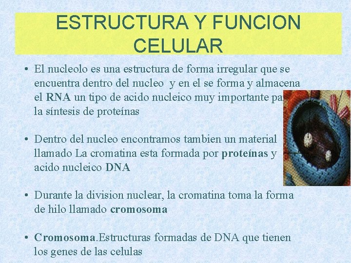 ESTRUCTURA Y FUNCION CELULAR • El nucleolo es una estructura de forma irregular que