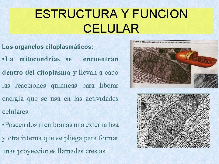 ESTRUCTURA Y FUNCION CELULAR Los organelos citoplasmáticos: • La mitocondrias se encuentran dentro del