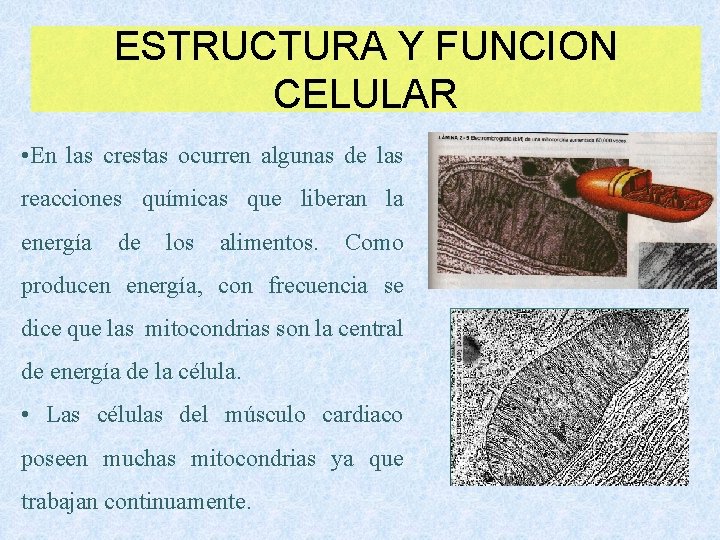 ESTRUCTURA Y FUNCION CELULAR • En las crestas ocurren algunas de las reacciones químicas