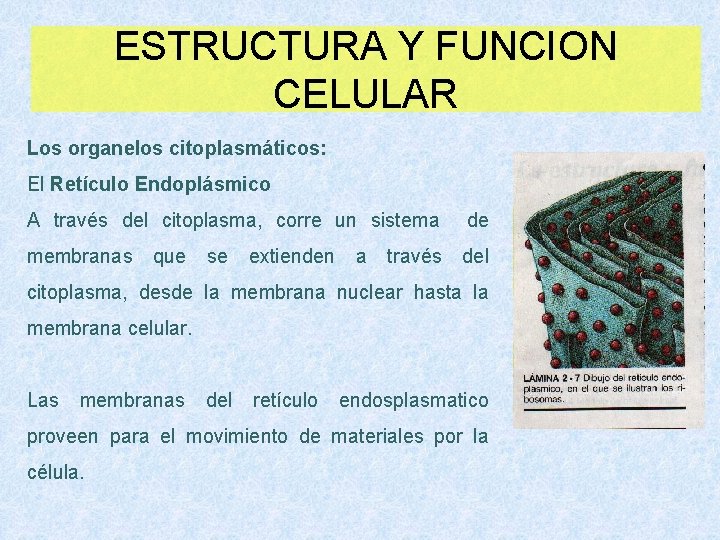 ESTRUCTURA Y FUNCION CELULAR Los organelos citoplasmáticos: El Retículo Endoplásmico A través del citoplasma,