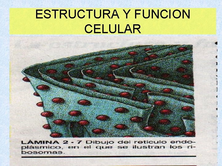 ESTRUCTURA Y FUNCION CELULAR 