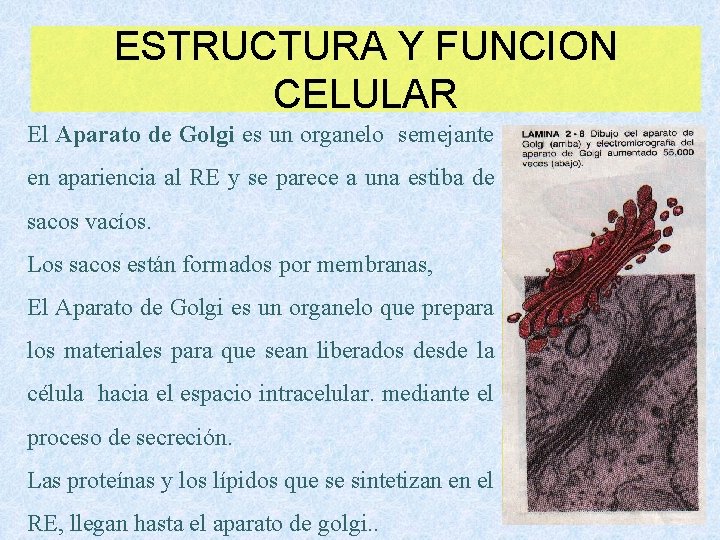 ESTRUCTURA Y FUNCION CELULAR El Aparato de Golgi es un organelo semejante en apariencia