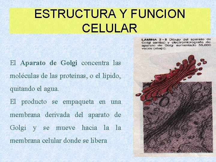 ESTRUCTURA Y FUNCION CELULAR El Aparato de Golgi concentra las moléculas de las proteínas,