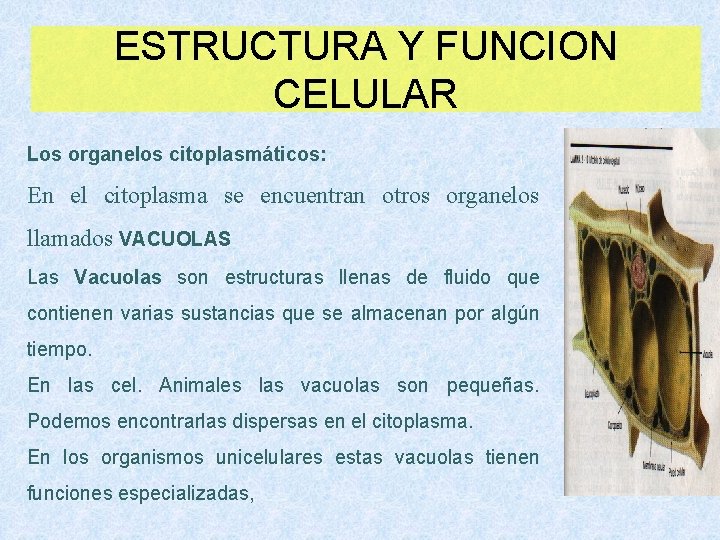 ESTRUCTURA Y FUNCION CELULAR Los organelos citoplasmáticos: En el citoplasma se encuentran otros organelos