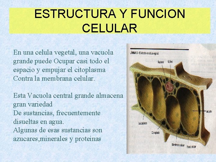 ESTRUCTURA Y FUNCION CELULAR En una celula vegetal, una vacuola grande puede Ocupar casi