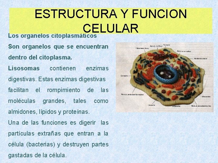 ESTRUCTURA Y FUNCION CELULAR Los organelos citoplasmáticos Son organelos que se encuentran dentro del