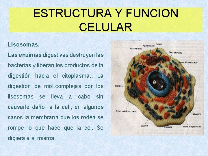 ESTRUCTURA Y FUNCION CELULAR Lisosomas. Las enzimas digestivas destruyen las bacterias y liberan los