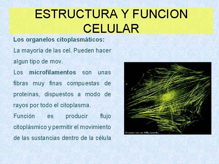 ESTRUCTURA Y FUNCION CELULAR Los organelos citoplasmáticos: La mayoría de las cel. Pueden hacer