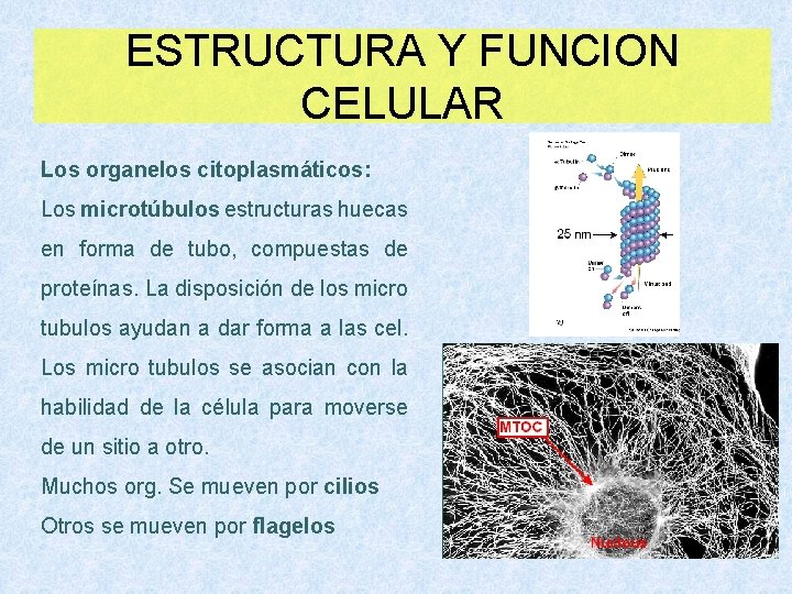 ESTRUCTURA Y FUNCION CELULAR Los organelos citoplasmáticos: Los microtúbulos estructuras huecas en forma de