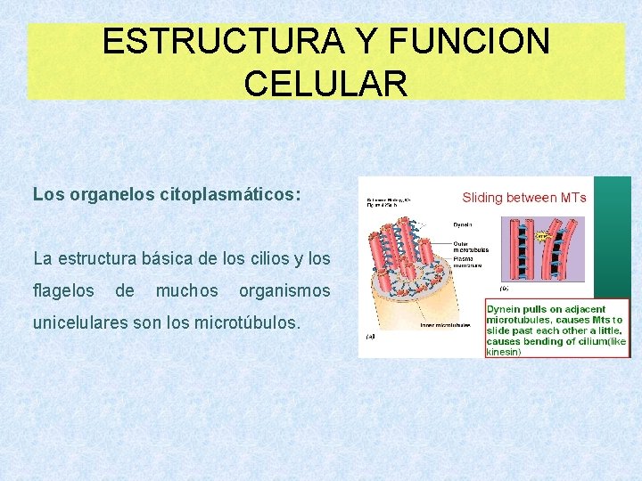 ESTRUCTURA Y FUNCION CELULAR Los organelos citoplasmáticos: La estructura básica de los cilios y
