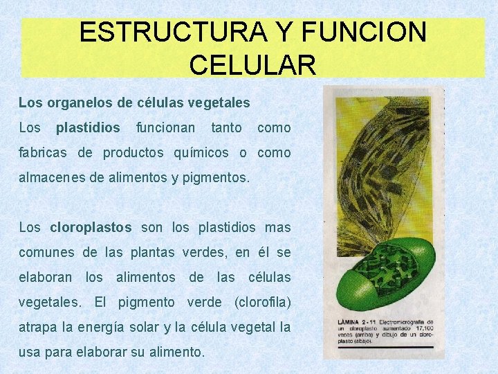 ESTRUCTURA Y FUNCION CELULAR Los organelos de células vegetales Los plastidios funcionan tanto como