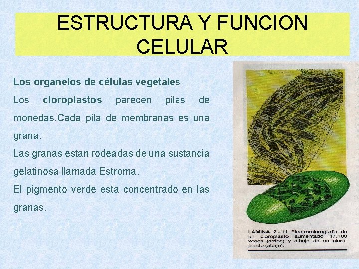ESTRUCTURA Y FUNCION CELULAR Los organelos de células vegetales Los cloroplastos parecen pilas de