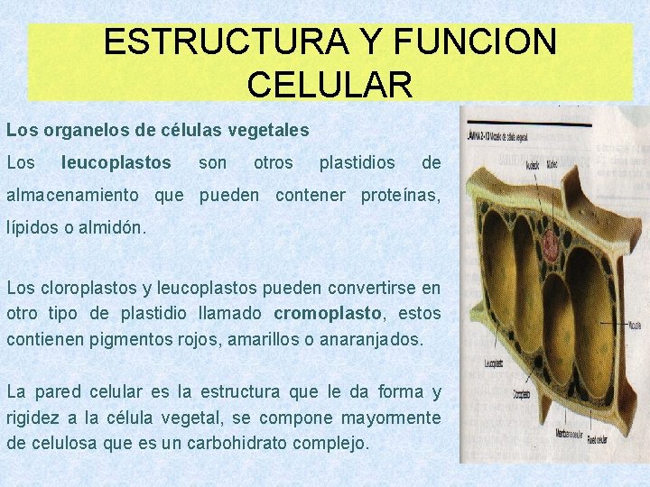 ESTRUCTURA Y FUNCION CELULAR Los organelos de células vegetales Los leucoplastos son otros plastidios