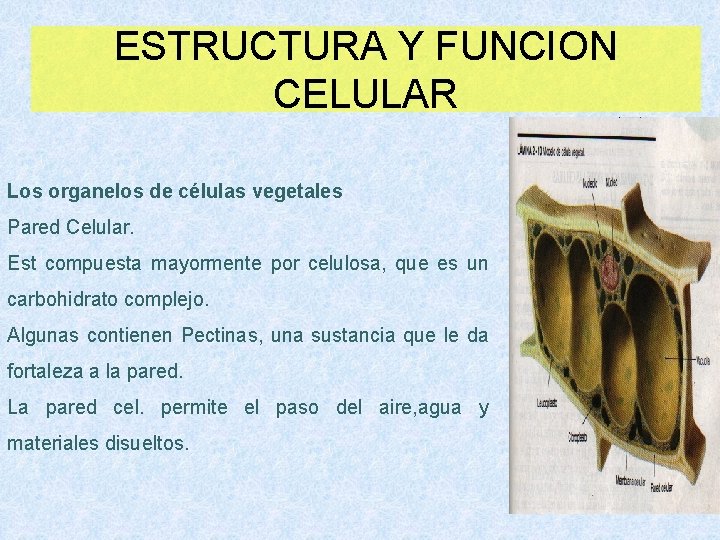 ESTRUCTURA Y FUNCION CELULAR Los organelos de células vegetales Pared Celular. Est compuesta mayormente