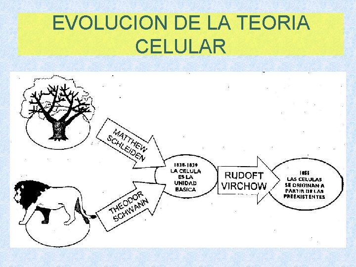 EVOLUCION DE LA TEORIA CELULAR 