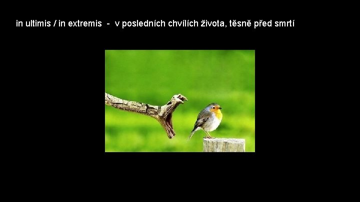 in ultimis / in extremis - v posledních chvílích života, těsně před smrtí 