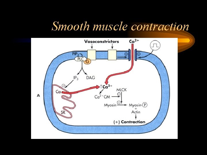 Smooth muscle contraction 