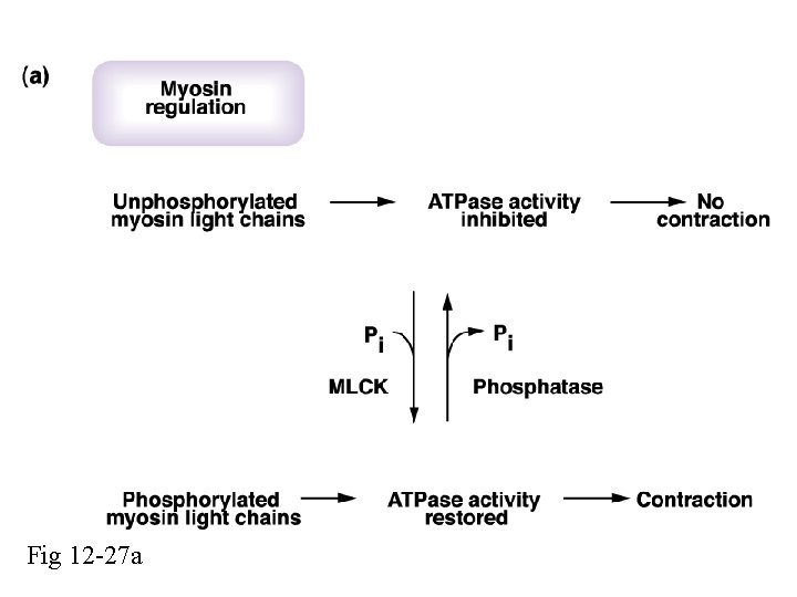 Fig 12 -27 a 