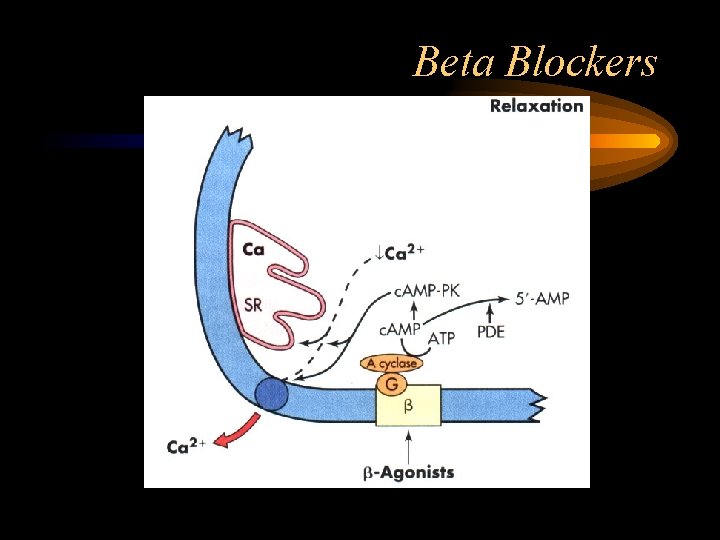 Beta Blockers 