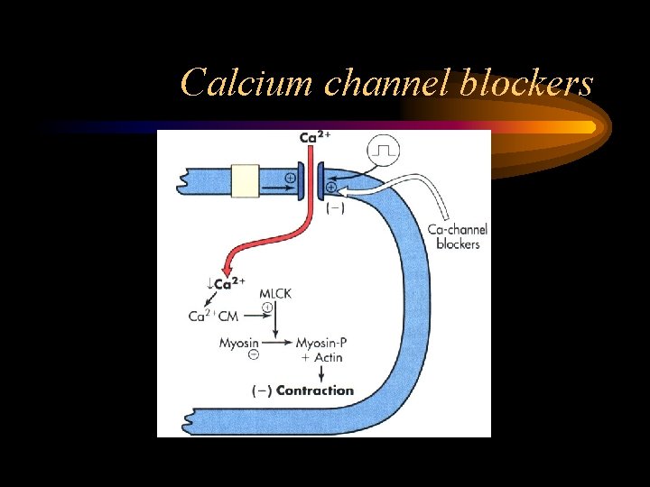 Calcium channel blockers 