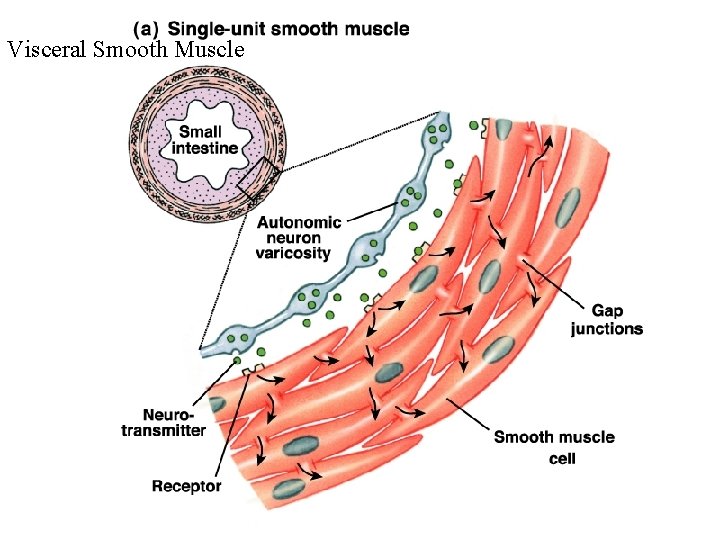Visceral Smooth Muscle 
