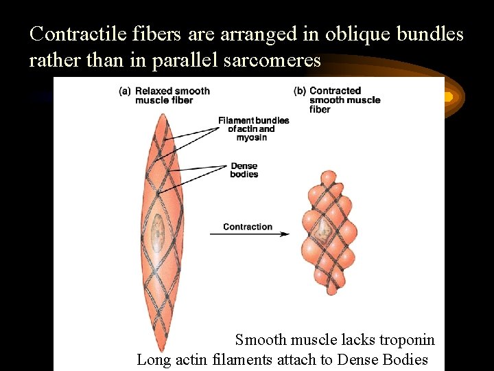 Contractile fibers are arranged in oblique bundles rather than in parallel sarcomeres Smooth muscle