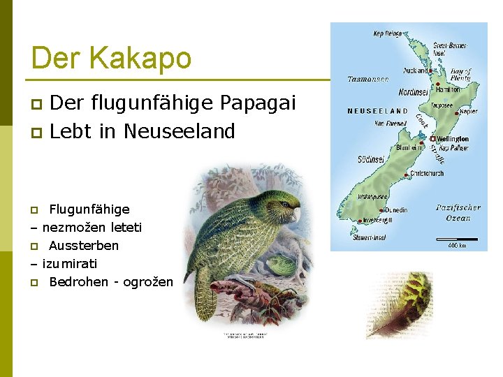 Der Kakapo Der flugunfähige Papagai p Lebt in Neuseeland p Flugunfähige – nezmožen leteti