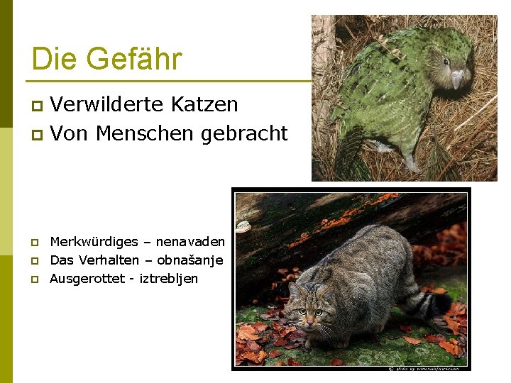 Die Gefähr Verwilderte Katzen p Von Menschen gebracht p p Merkwürdiges – nenavaden Das