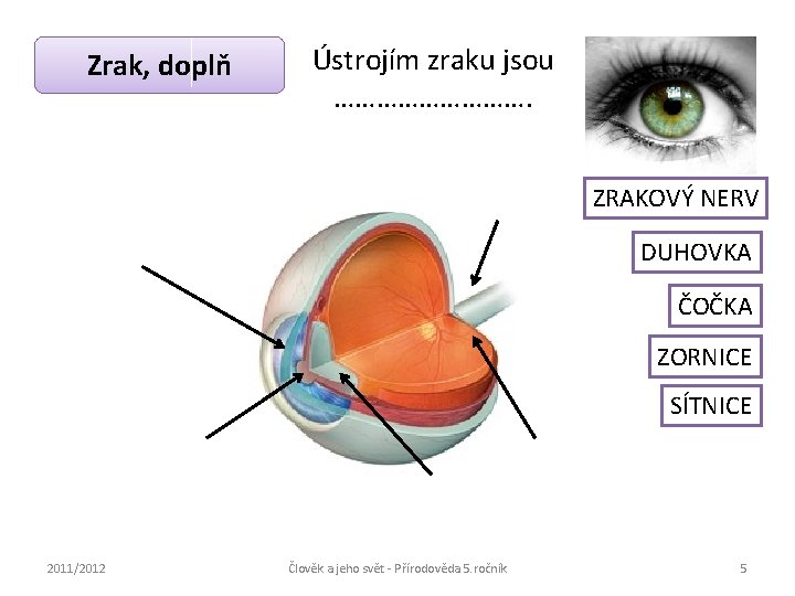 Zrak, doplň Ústrojím zraku jsou ……………. ZRAKOVÝ NERV DUHOVKA ČOČKA ZORNICE SÍTNICE 2011/2012 Člověk