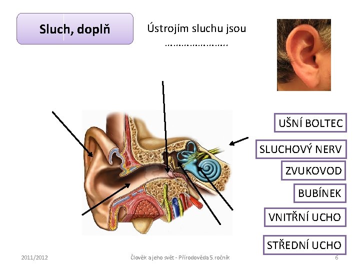 Sluch, doplň Ústrojím sluchu jsou …………………. . UŠNÍ BOLTEC SLUCHOVÝ NERV ZVUKOVOD BUBÍNEK VNITŘNÍ