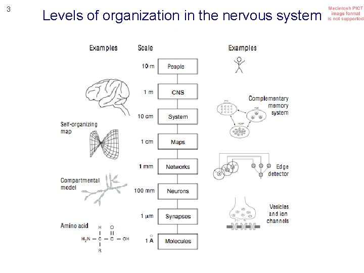 3 Levels of organization in the nervous system 