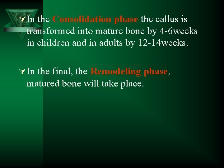 Ú In the Consolidation phase the callus is transformed into mature bone by 4