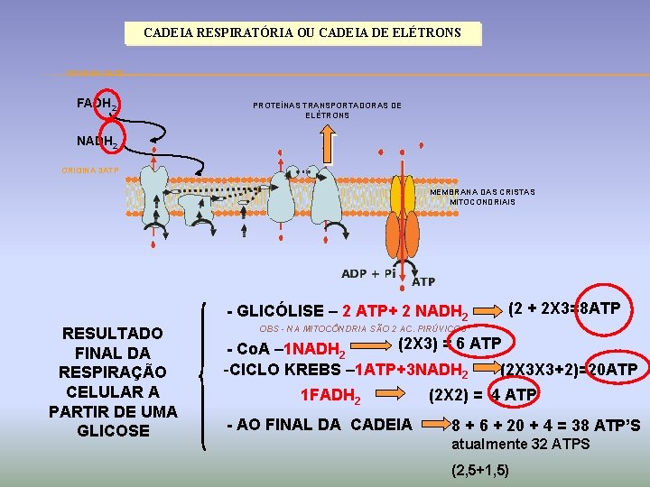 CADEIA RESPIRATÓRIA OU CADEIA DE ELÉTRONS ORIGINA 2 ATP FADH 2 PROTEÍNAS TRANSPORTADORAS DE