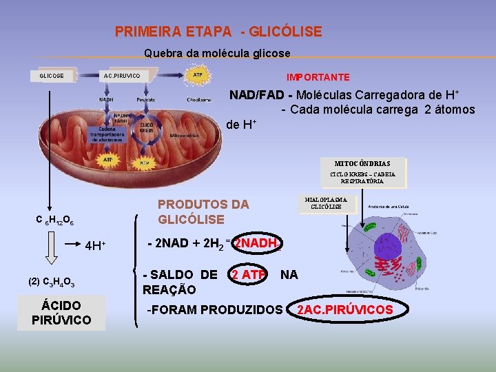 PRIMEIRA ETAPA - GLICÓLISE Quebra da molécula glicose GLICOSE IMPORTANTE AC. PIRUVICO NAD/FAD -