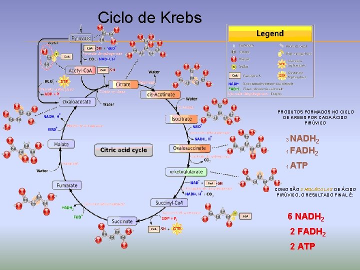 Ciclo de Krebs PRODUTOS FORMADOS NO CICLO DE KREBS POR CADA ÁCIDO PIRÚVICO NADH