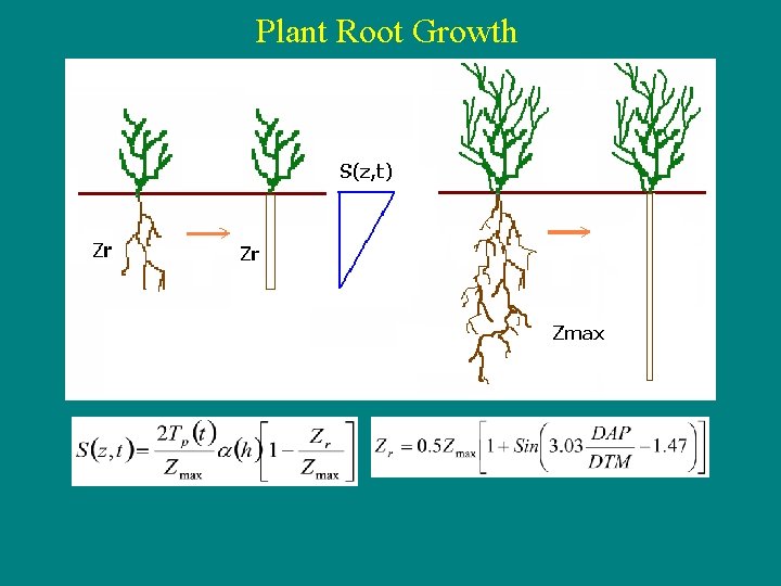 Plant Root Growth 