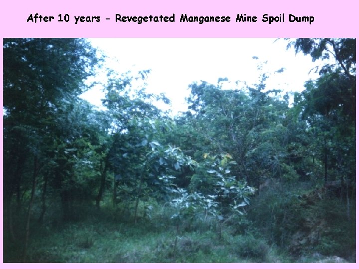 After 10 years - Revegetated Manganese Mine Spoil Dump 