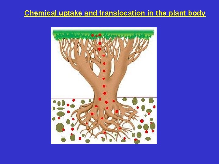 Chemical uptake and translocation in the plant body 