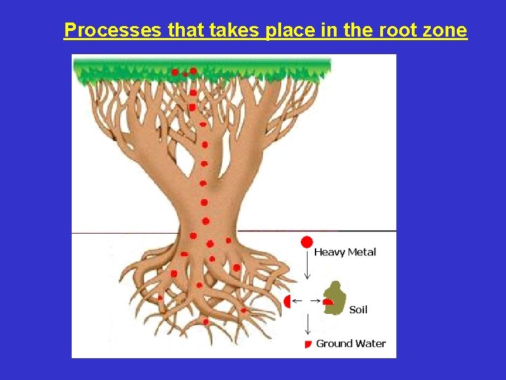 Processes that takes place in the root zone 