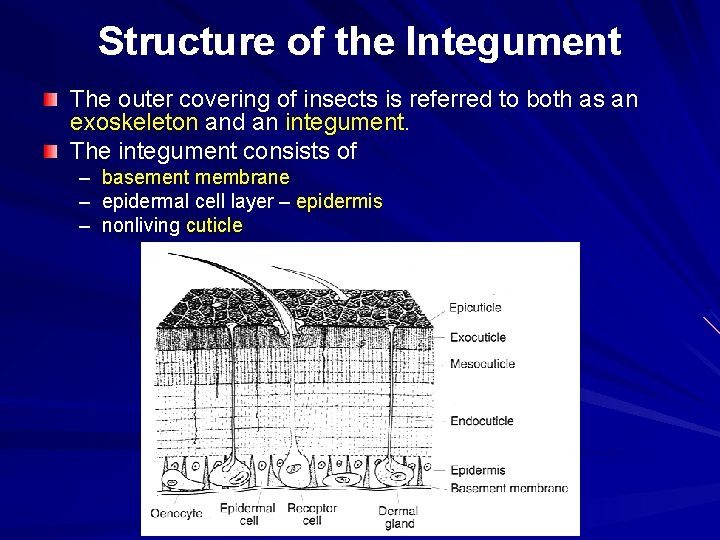 Structure of the Integument The outer covering of insects is referred to both as Structure of the Integument The outer covering of insects is referred to both as