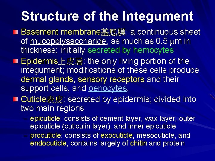 Structure of the Integument Basement membrane基底膜: a continuous sheet of mucopolysaccharide, as much as Structure of the Integument Basement membrane基底膜: a continuous sheet of mucopolysaccharide, as much as