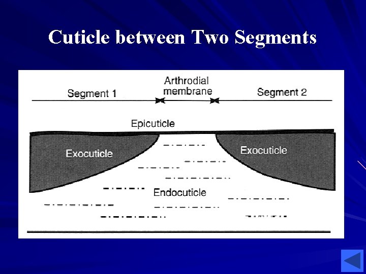Cuticle between Two Segments Cuticle between Two Segments