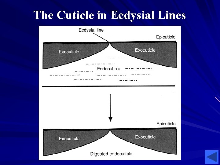 The Cuticle in Ecdysial Lines The Cuticle in Ecdysial Lines