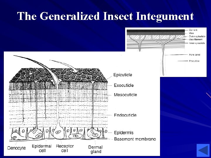 The Generalized Insect Integument The Generalized Insect Integument