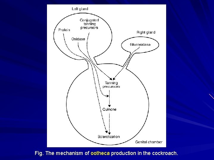 Fig. The mechanism of ootheca production in the cockroach. Fig. The mechanism of ootheca production in the cockroach.