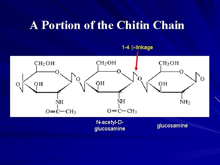 A Portion of the Chitin Chain 1 -4 b-linkage N-acetyl-Dglucosamine A Portion of the Chitin Chain 1 -4 b-linkage N-acetyl-Dglucosamine