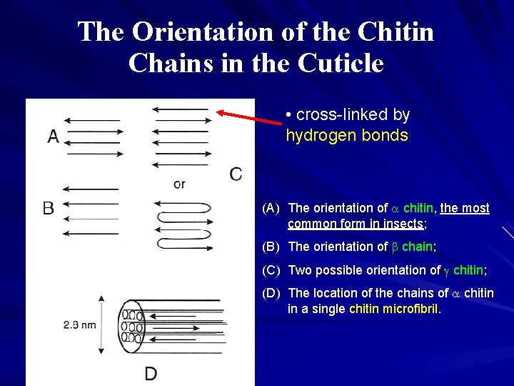 The Orientation of the Chitin Chains in the Cuticle • cross-linked by hydrogen bonds The Orientation of the Chitin Chains in the Cuticle • cross-linked by hydrogen bonds